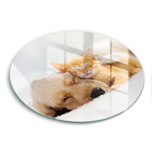 Tábua corte Animais cão e gato