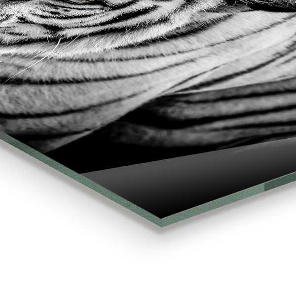 Painel cozinha Tigre Branco Siberiano