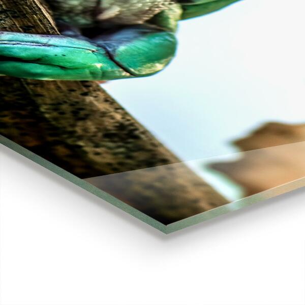 Painel cozinha Sapo curioso em uma folha