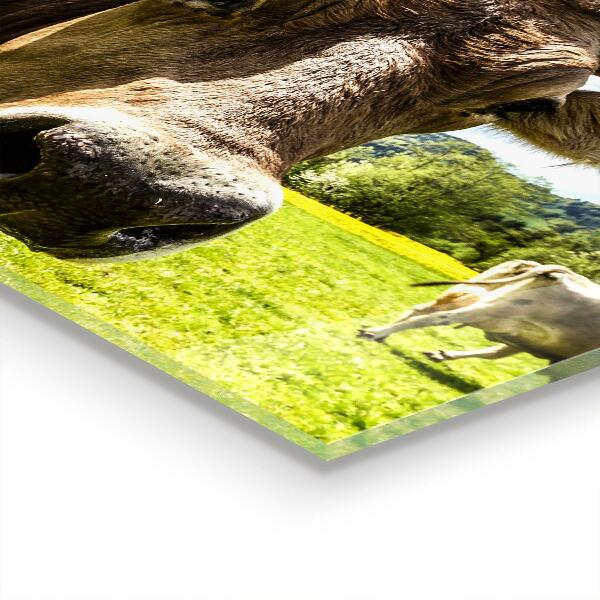 Painel cozinha Clima Rural Campo de Vacas